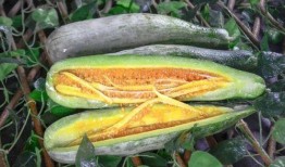 网红吃瓜aaa,揭秘娱乐圈幕后真相